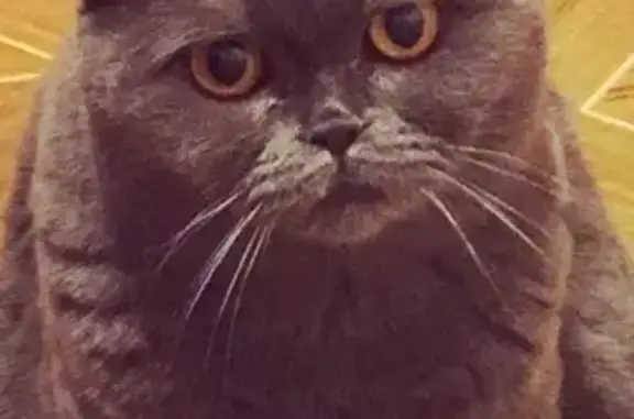 Пропала кошка на Ломоносова 99, помогите найти Юсю