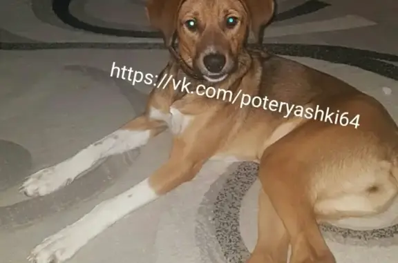 Пропала собака в Заводском районе Саратова!