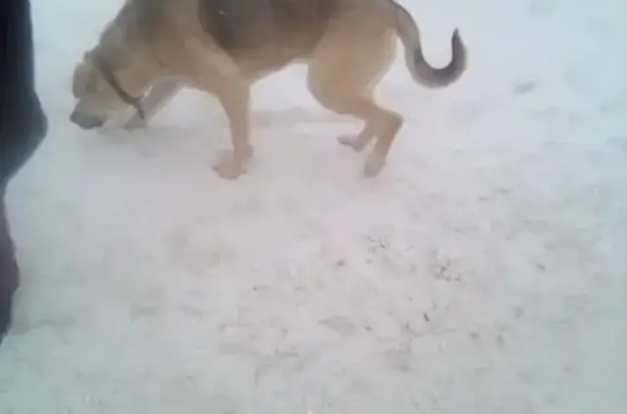 Найдена собака в районе Ипподрома, Пермь