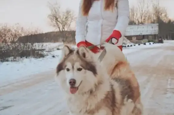 Пропала собака Рокси в Межниках, Кингисеппский р-н - photo