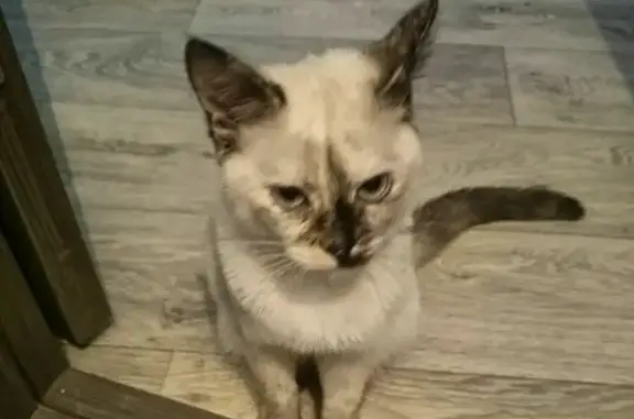 Пропала кошка в Правдинске на ул. Космонавтов