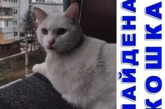 Найден белый кот в районе Мясново, Тула
