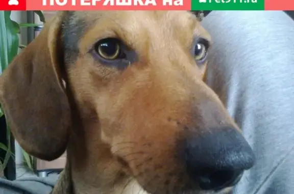 Пропала собака Такса в Краснодарском крае