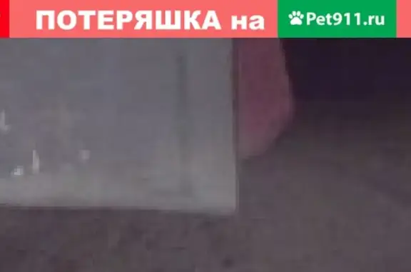 Найдена собака на заправке ГАЗПРОМ в Брянске