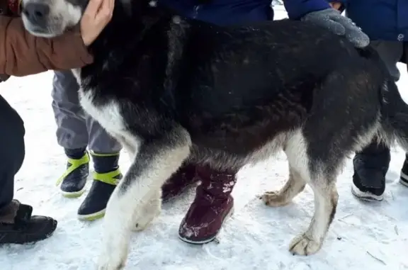 Найдена собака в Емельяново ищет хозяев