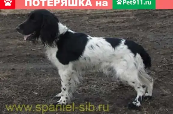 Пропала собака Рон на Папанинцев 121, Барнаул