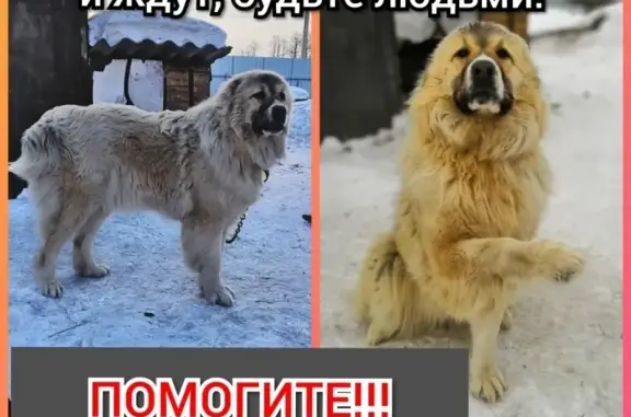 Пропала алабай 26.02.2019 в Новокузнецке