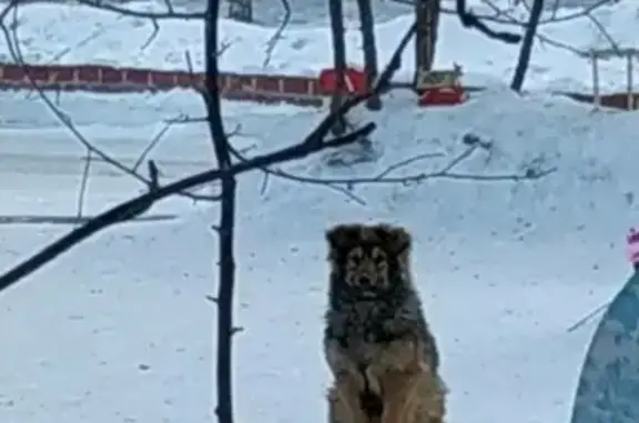 Найдена собака в Ангарске, срочно!
