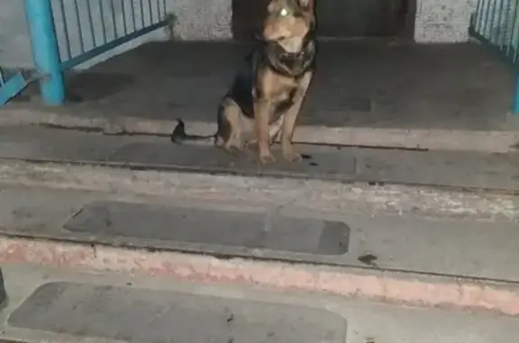 Потеряна ласковая собака на Торговой 10 в Абакане