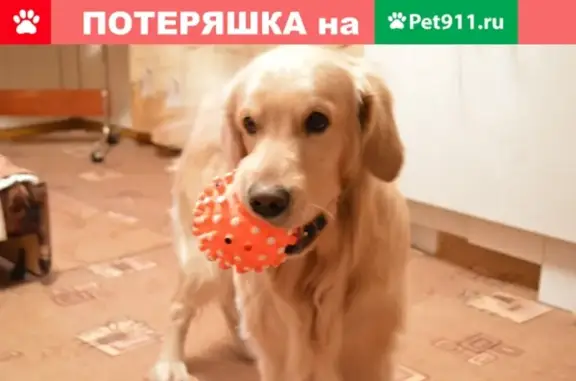 Пропала собака Бен на ул. Володарского, Вологодская область