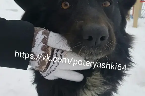 Найдена собака в Солнечном-2, Саратов