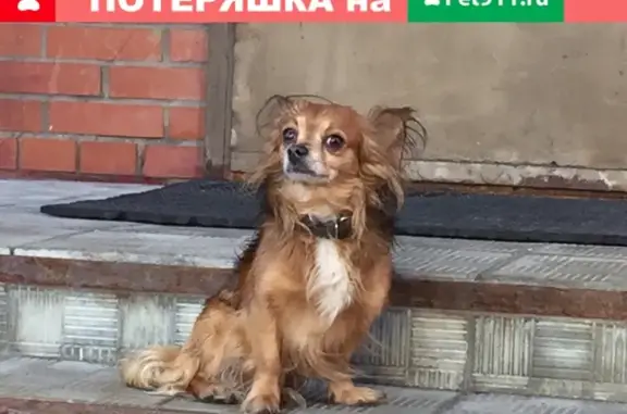 Найдена собака в Домодедово, ул. Дружбы, д.1.