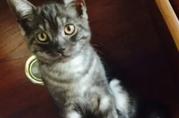 Кошки потеряшки, Кемерово, фото: Потеряшка кошка в Кемерово, район Южный, улица 1-я Линия