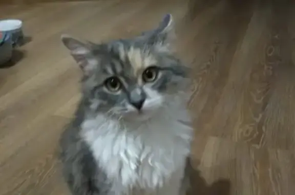 Пропала кошка на Черноморской/Тургенева в Анапе