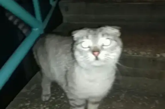 Пропала кошка в Волжском, возможно потерянная породистая