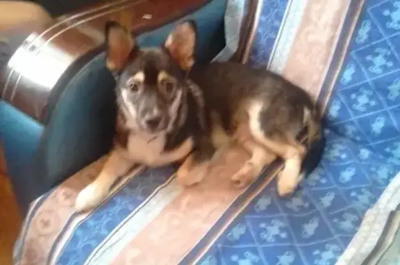 Пропала собака в Новокуйбышевске, Самарская область