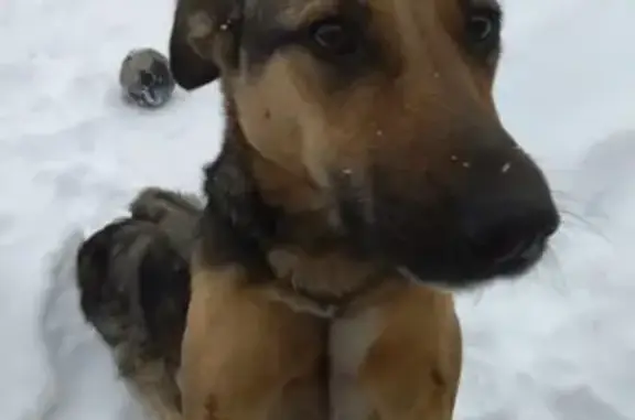 Собаки потеряшки, Сабаево, фото: Потеряшка собака Герда в Кочкуровском районе