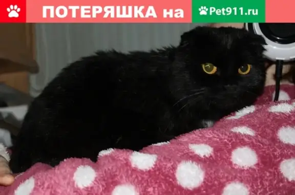 Найдена породистая кошка в Магнитогорске