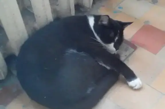 Найдена кошка на улице Восстания, Казань