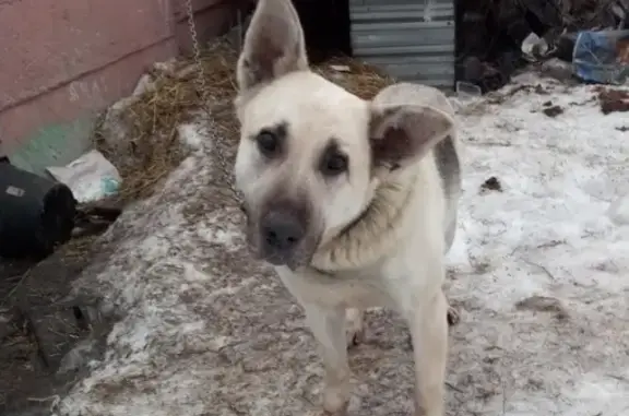 Найдена собака в Выборгском районе СПб: СОС!