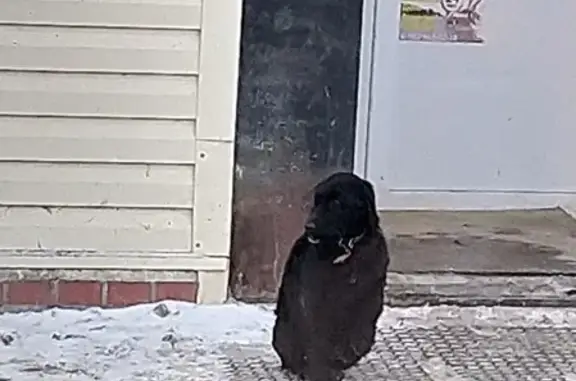 Найдена маленькая собака в Тураева на остановке