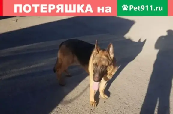 Пропала собака в Челябинске, район ЧТЗ