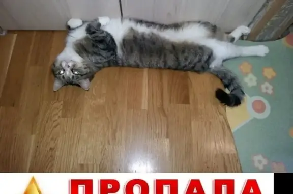 Кошки потеряшки, Курган, фото: Потеряшка кошка на улице Климова 43, Курган