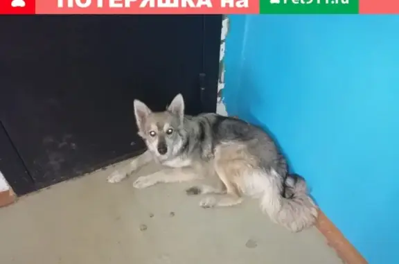 Найдена собака в районе Дземги, Комсомольск-на-Амуре