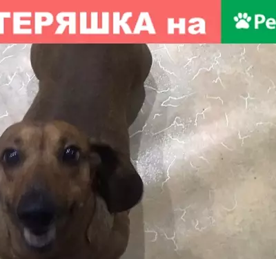 Найдена собака в Братске: домашний такса кобель
