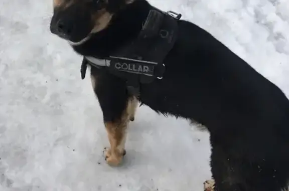 Потерян щенок COLLAR около метро Беляево
