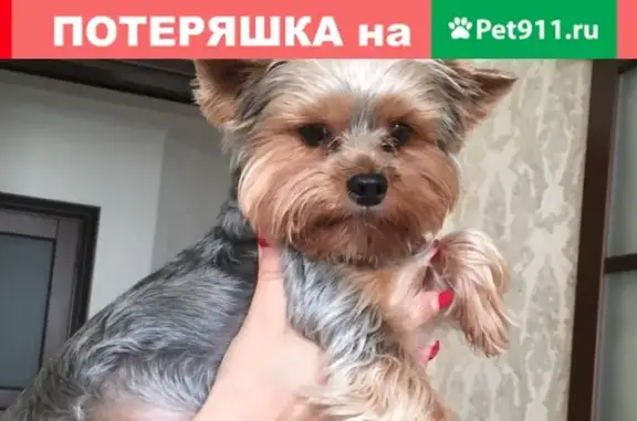 Найдена собака на бульваре Архитекторов, Омск