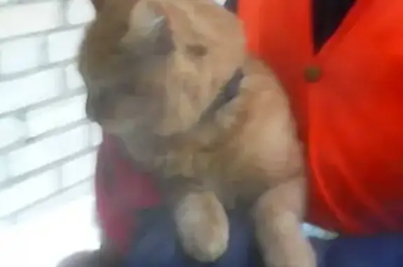 Найден рыжий кот с ошейником на пер. Райниса 3