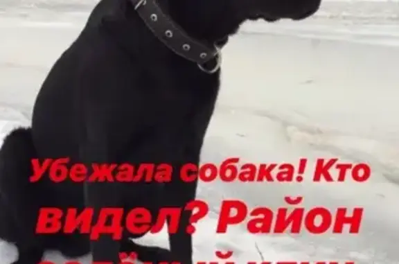 Пропала собака в Зеленом Клине, Бийск.