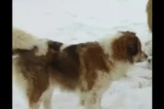 Пропала собака в Фролово, Волгоградская область
