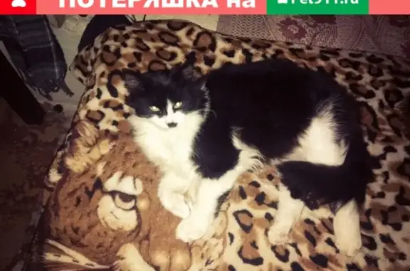 Пропала кошка Мушка в Массандре, Ялта.
