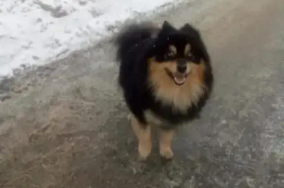Найдена собака в Молоково, Ленинский район