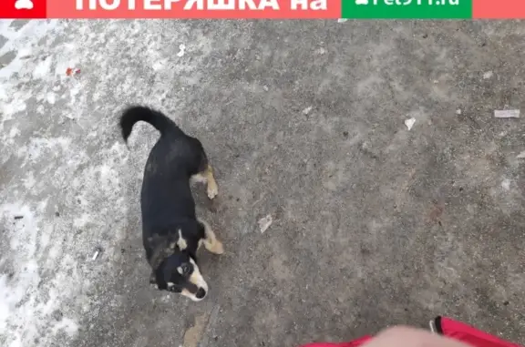 Срочно! Найдена маленькая собака в Краснооктябрьском районе Волгограда
