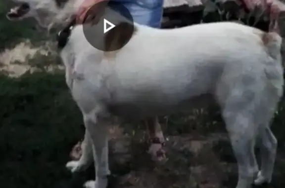 Пропала собака: Белый алабай без ушей и хвоста, адрес - Ейск.