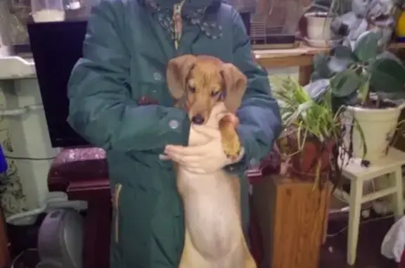 Собака найдена на ул. Обнорского, ищем хозяина