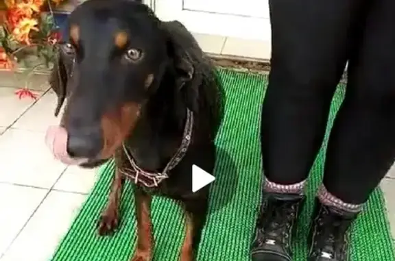 Найден щенок добермана в Михайлове