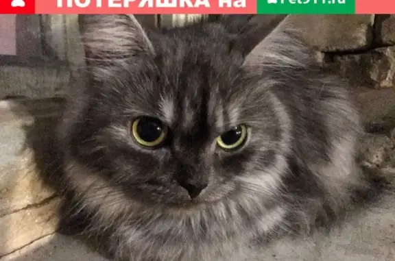 Найдена кошка на ул. Петропавловская!