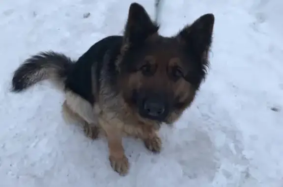Пропала собака Челси в районе Воскресенской горы, Томск