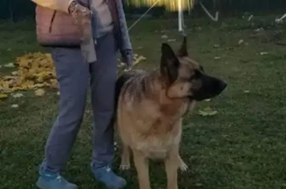 Пропала собака Холия в Наро-Фоминском районе