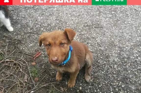 Найдена собака с голубым ошейником в Гайдуке