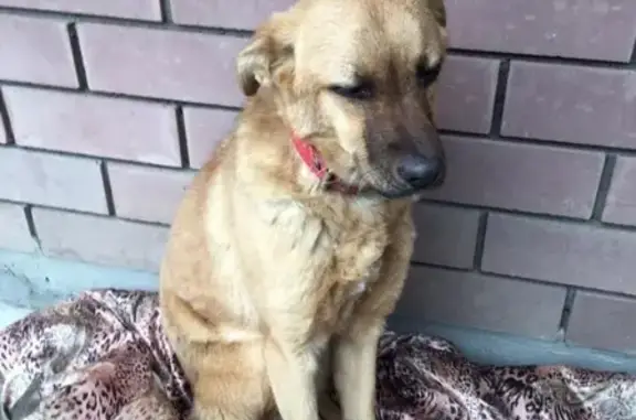 Найдена собака в Краснодаре, ищем хозяина!