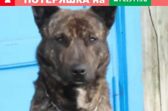Пропала собака в Сегеже, Карелия