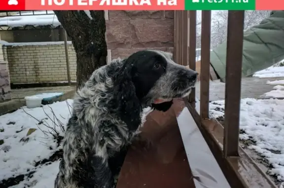 Найдена собака в Михайловске, район Гоголя
