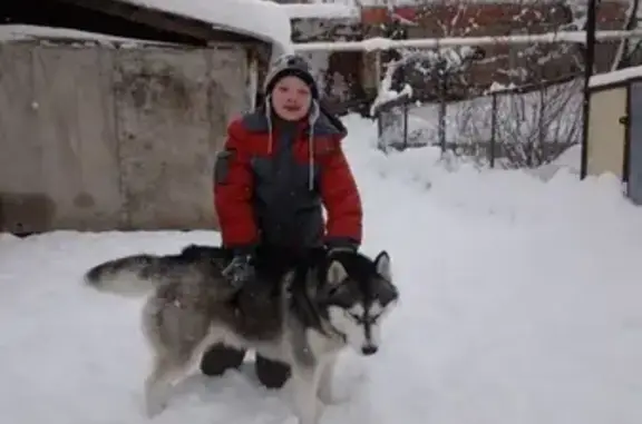 Пропала собака в Орлов Лог, Семилуки!