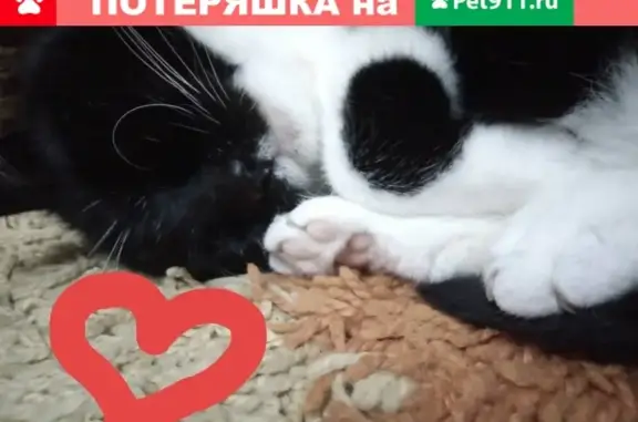 Пропала кошка на Кирпичной, Ростовская обл.