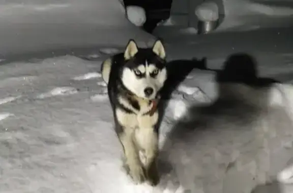 Собаки потеряшки, Краснорогское, фото: Потеряшка собака Хаска с пораненной лапой в коричневом ошейнике на ул.Крупская.